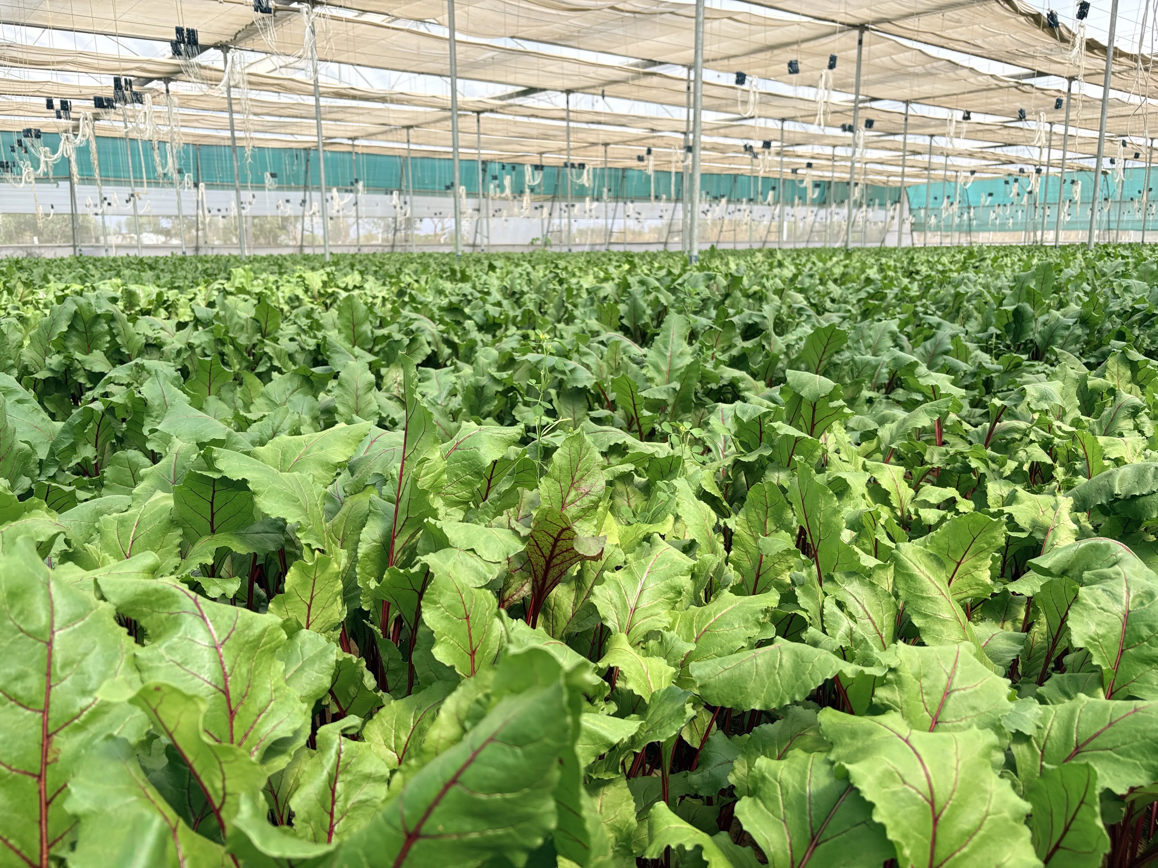 CoAgri expansion